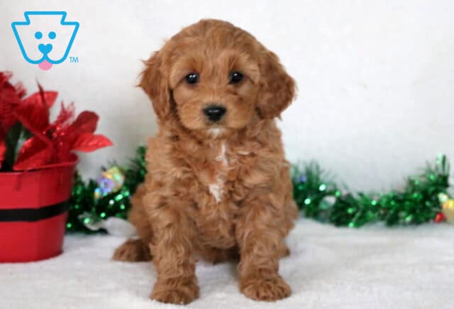 Louie Cavapoo image