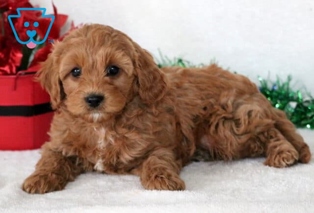 Louie Cavapoo2 image