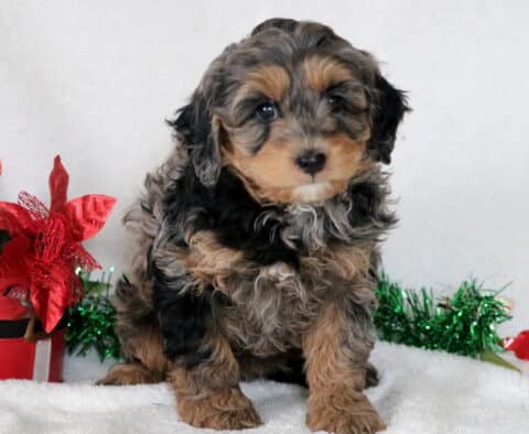 Lovey Cavapoo