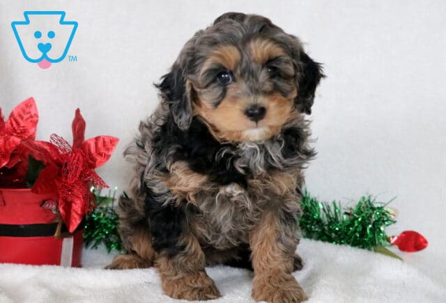 Merle Cavapoo puppy with fluffy black, tan, and gray fur sitting on a white blanket beside a red holiday bucket decorated with shiny red flowers and green garland. image