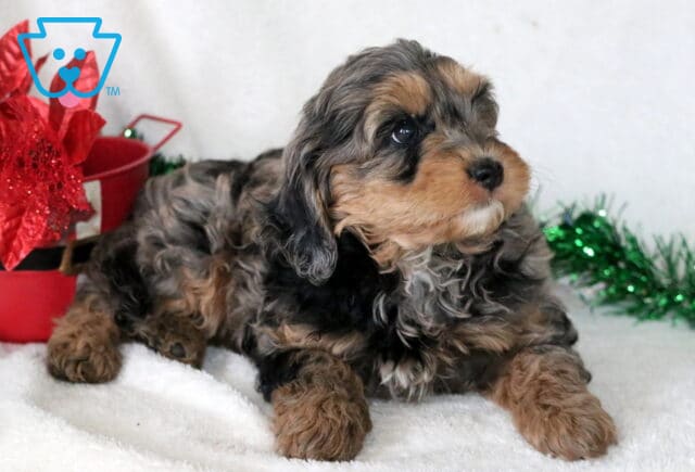 Fluffy merle Cavapoo puppy with black, tan, and gray markings lying on a white blanket beside a red holiday bucket and green garland. image