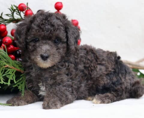 Lovey Mini Poodle