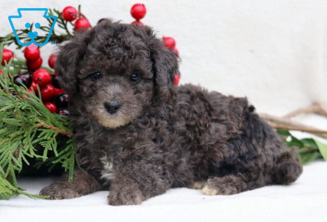 Lovey Mini Poodle image