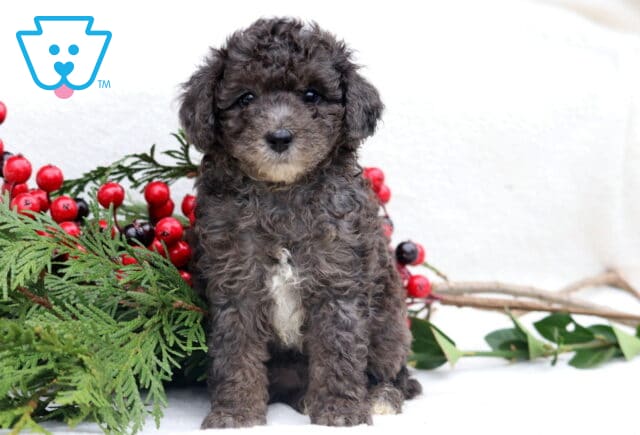 Lovey Mini Poodle2 image