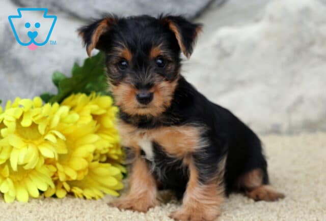 Lovey Yorkie image