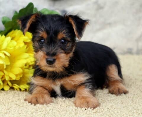 Lovey Yorkie2