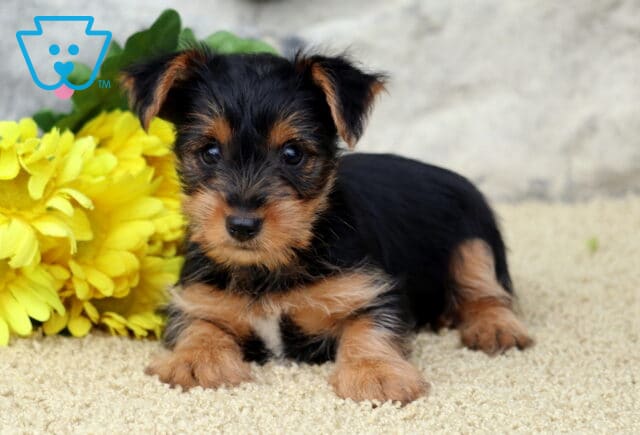 Lovey Yorkie2 image