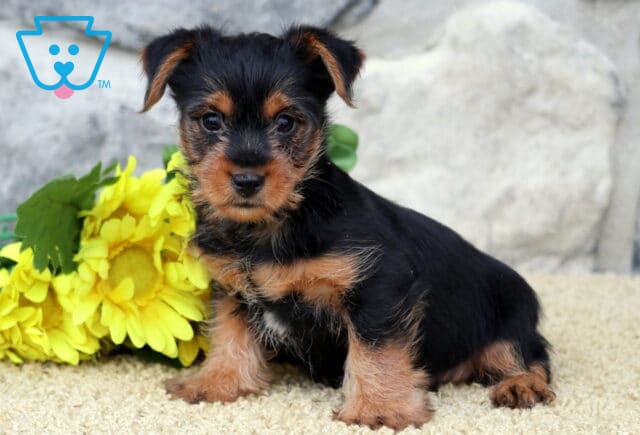 Lucky Yorkie image
