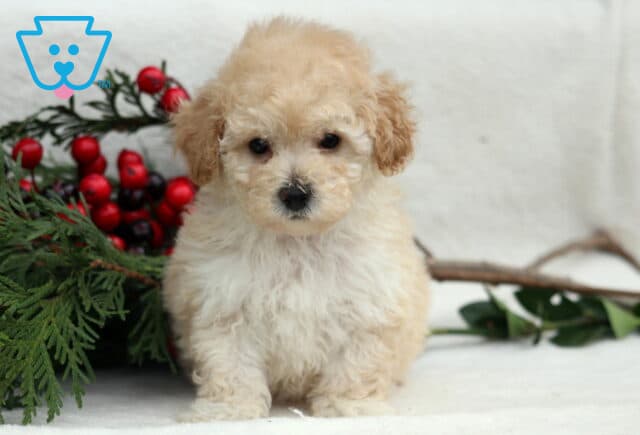 Luka Mini Poodle image