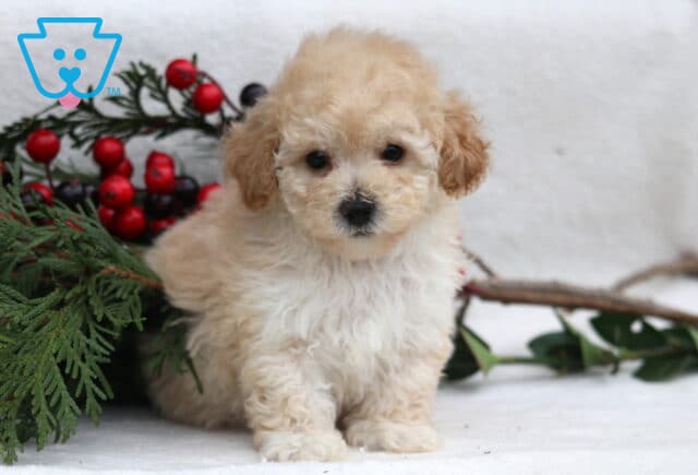 Luka Mini Poodle2 image