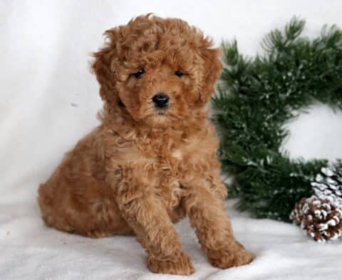Curly apricot Cockapoo puppy sitting on a snowy white blanket with a frosted pine wreath and pinecones in the background.