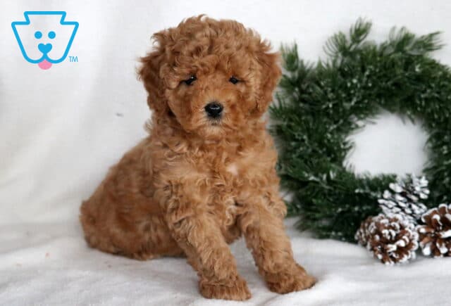 Mable Cockapoo image