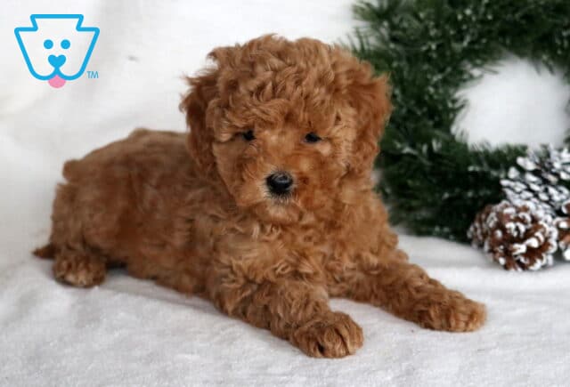 Mable Cockapoo2 image