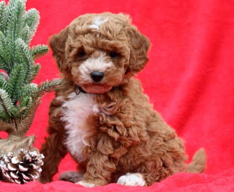 Magdalena Mini Poodle