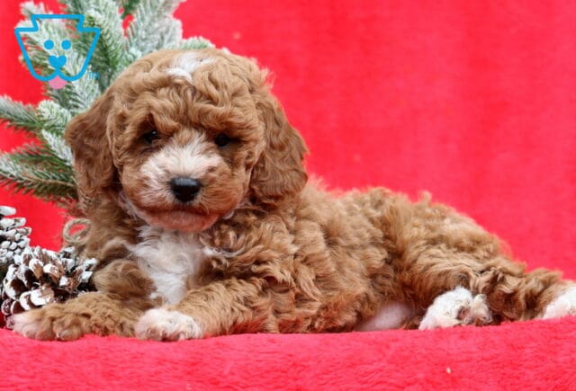 Magdalena Mini Poodle2 image