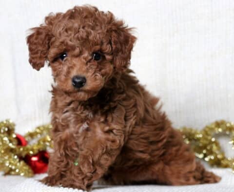 Maggie Mini Poodle