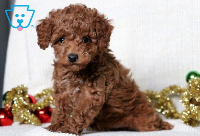 Maggie Mini Poodle image