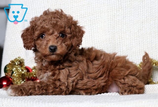Maggie Mini Poodle2 image