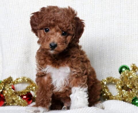 Magic Mini Poodle