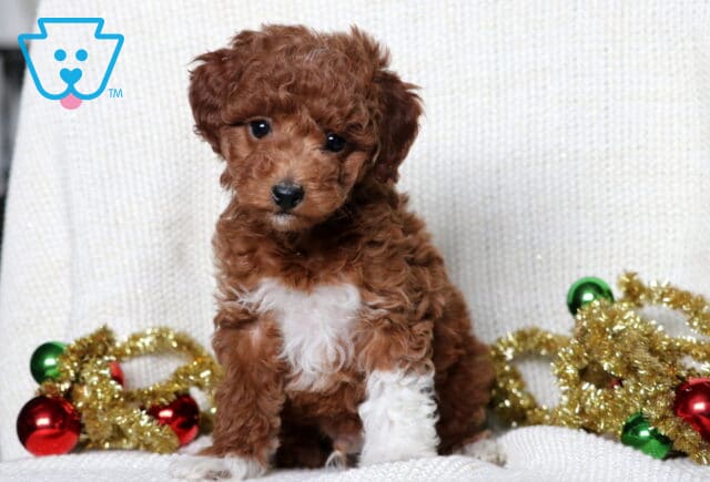 Magic Mini Poodle image