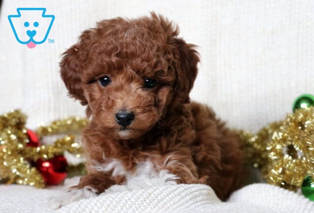 Magic Mini Poodle2 image