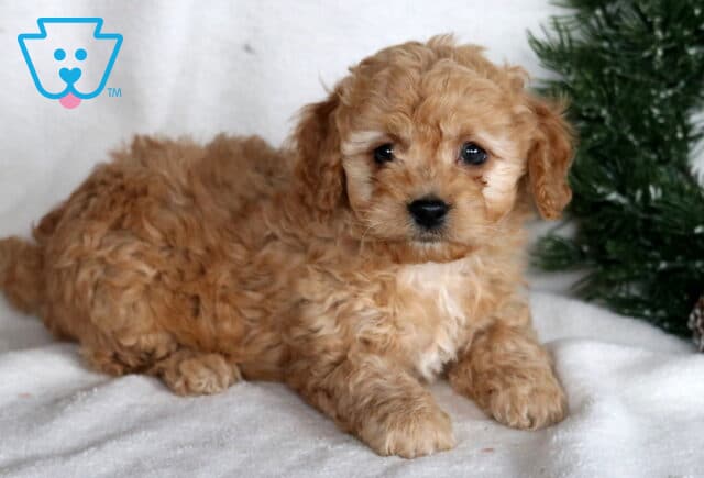 Major Cockapo2 image