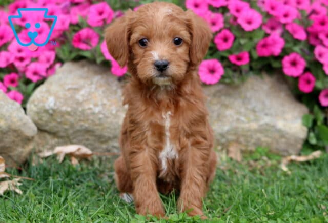 Mandy Double Doodle image