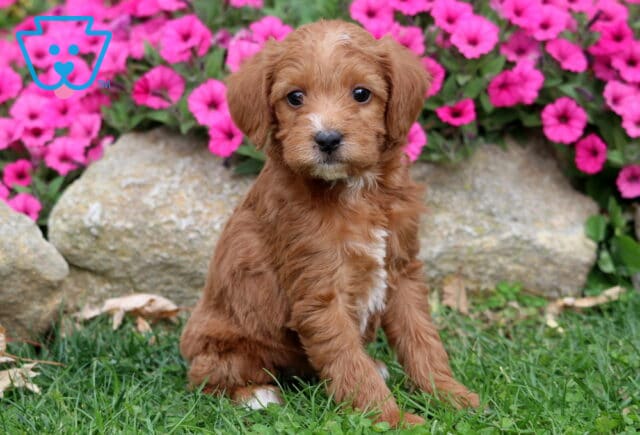 Mandy Double Doodle2 image