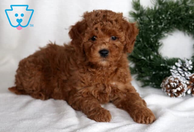 Marie Cockapoo image