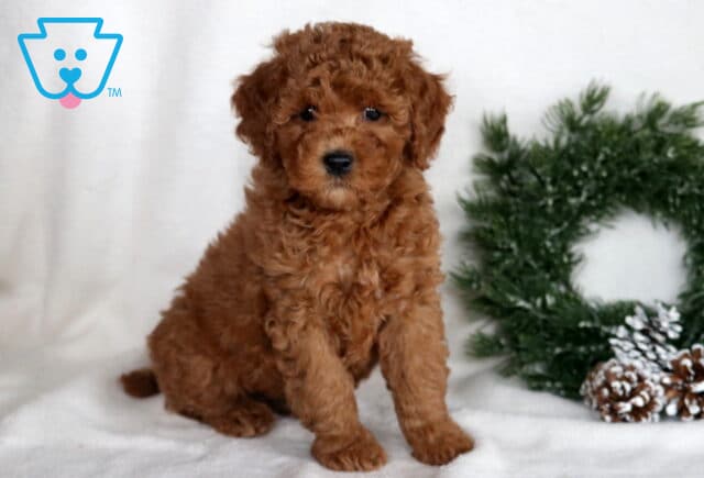 Marie Cockapoo2 image