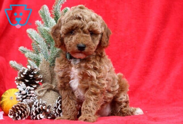 Marie Mini Poodle image