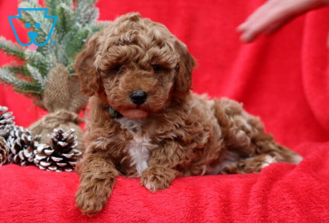 Marie Mini Poodle2 image