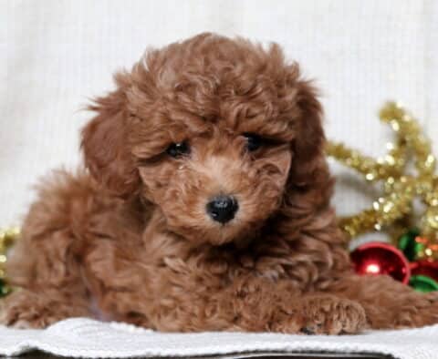 Marley Mini Poodle