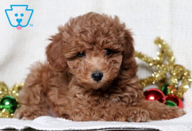 Marley Mini Poodle image
