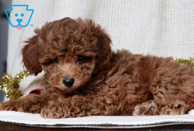 Marley Mini Poodle2 image