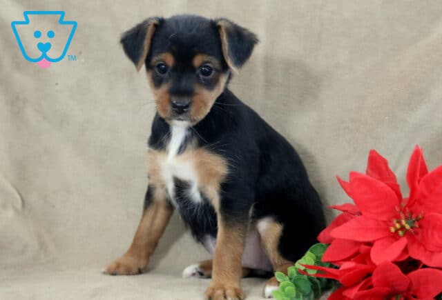 Marlie Yorkie2 image