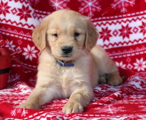 Light golden retriever puppy lying on a red and white snowflake blanket, looking forward with a calm expression, next to a small red holiday planter.