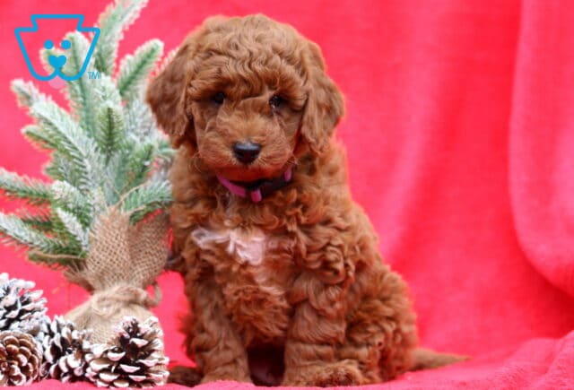 Marvin Mini Poodle image