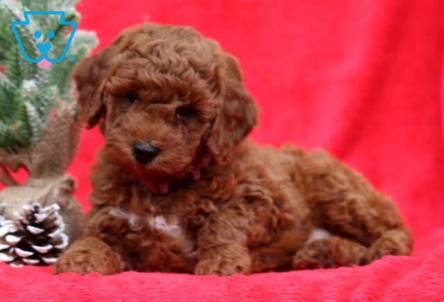 Marvin Mini Poodle2 image