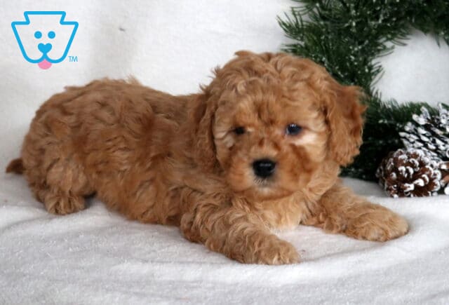 Marz Cockapoo2 image