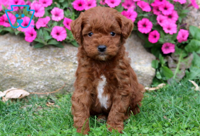 Mason Double Doodle image