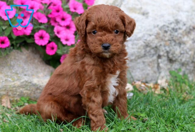 Mason Double Doodle2 image