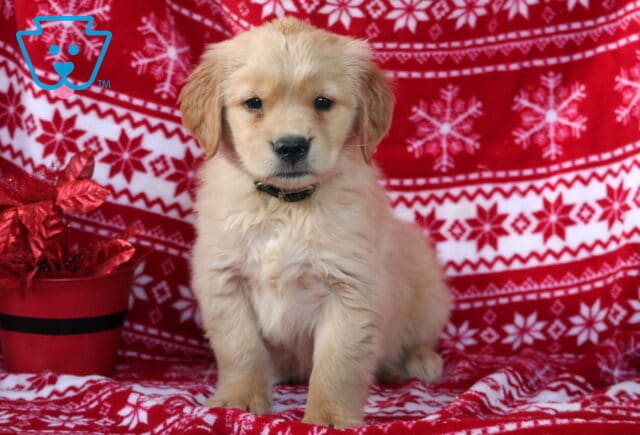 Fluffy Golden Retriever puppy sitting on a red and white snowflake-patterned Christmas blanket with a small red holiday bucket beside it. image