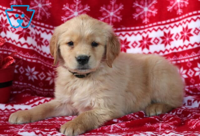 Golden Retriever puppy lying on a red Christmas blanket with white snowflake patterns, looking forward with a calm expression next to a red holiday decoration bucket. image