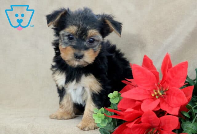 Meadow Yorkie2 image