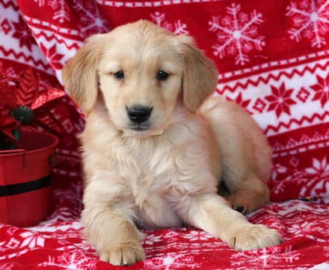 Golden Retriever puppy lying on a red snowflake blanket next to a red decorative holiday bucket.