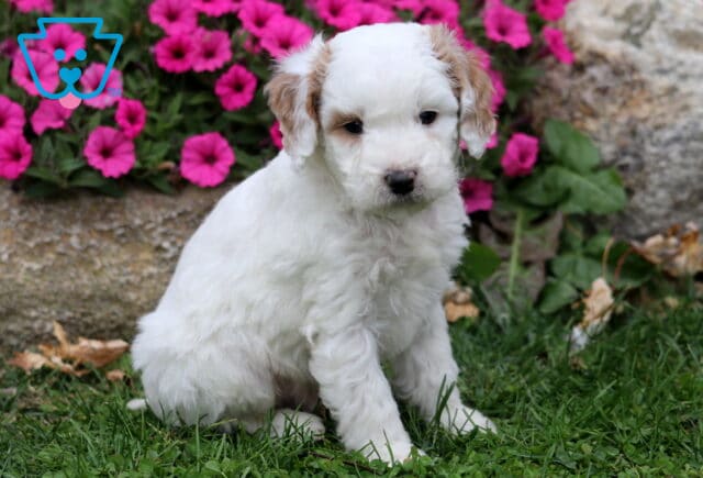 Milo Double Doodle image