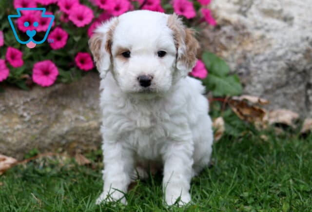 Milo Double Doodle2 image