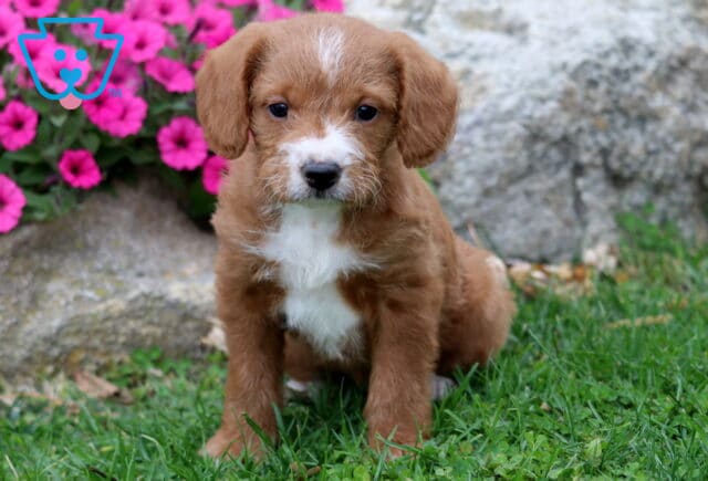 Misty Double Doodle image