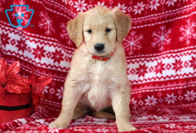 Mittens Golden image